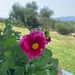 Casa di campagna Enada & Olive Farm *