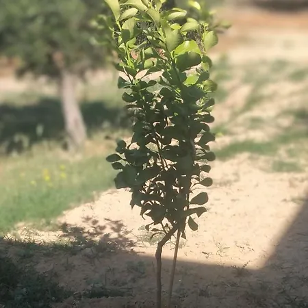 Enada & Olive Farm