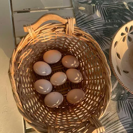 Kır Evi Enada & Olive Farm Gytheio