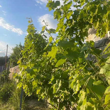 Enada & Olive Farm Gytheio