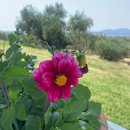 Kır Evi Enada & Olive Farm *