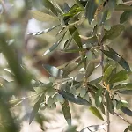 Enada Suite&olive Farm *