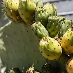 Casa de Campo Enada & Olive Farm Gytheio