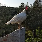 Gospodarstwo wiejskie Enada & Olive Farm