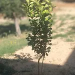 Enada & Olive Farm