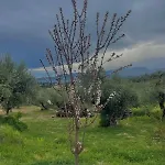 Enada Suite&olive Farm