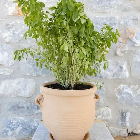 Country house Enada & Olive Farm