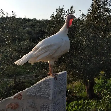 Séjour à la campagne Enada & Olive Farm