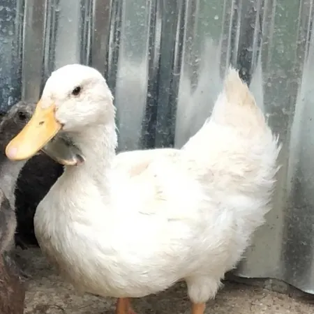 Enada & Olive Farm *