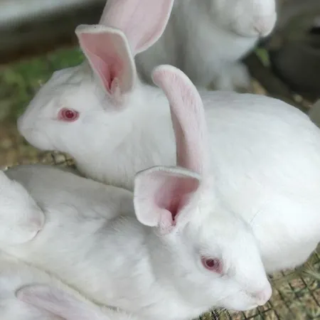 Country house Enada & Olive Farm