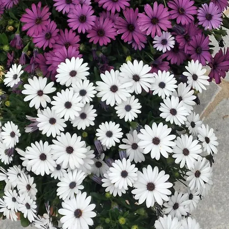 Enada & Olive Farm * Gythio