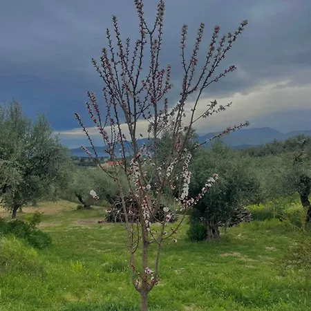 Enada & Olive Farm