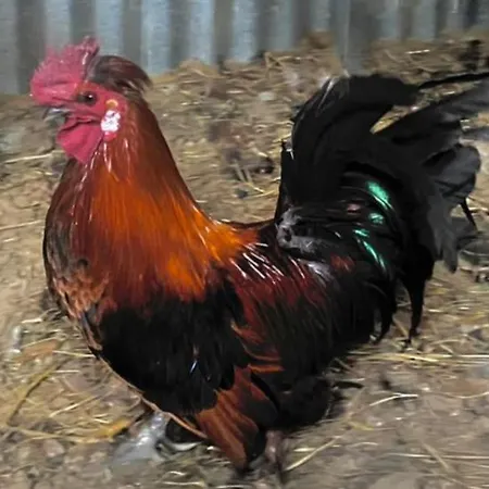 Country house Enada & Olive Farm *