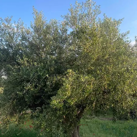 Enada & Olive Farm