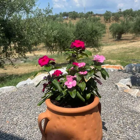 Enada & Olive Farm *