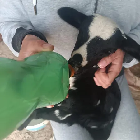 Enada Suite&olive Farm * Githio