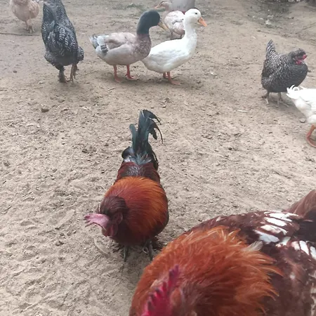 Enada & Olive Farm *