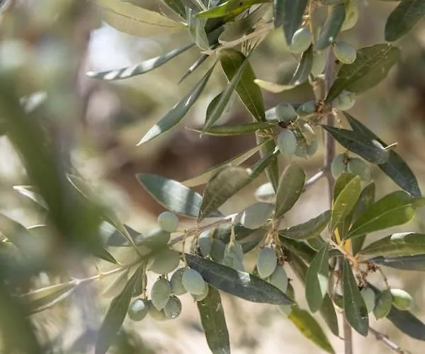 Enada Suite&olive Farm *