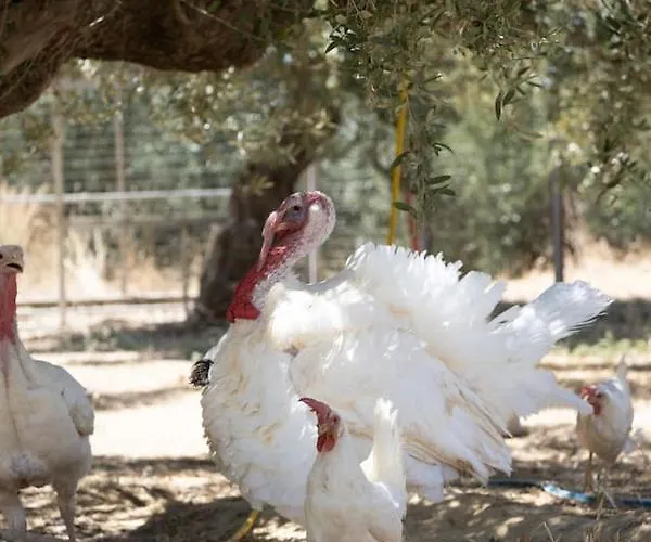 Enada & Olive Farm *