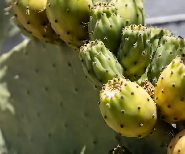 Landhuis Enada & Olive Farm Gythio