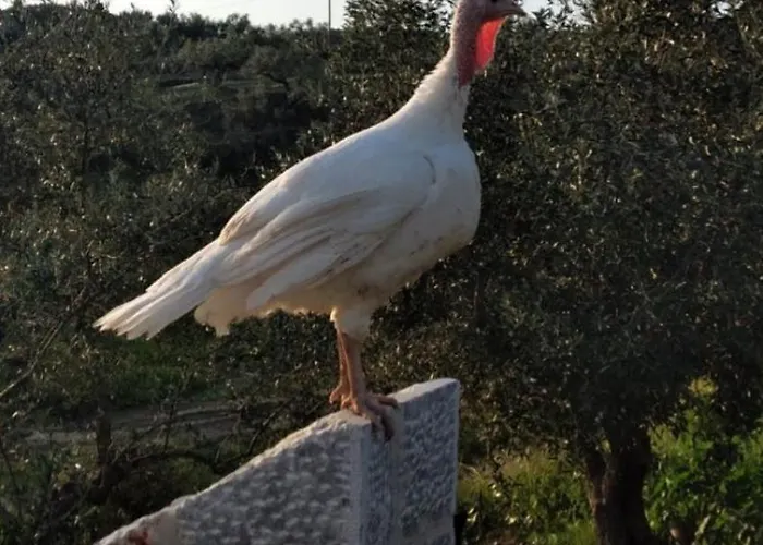 Séjour à la campagne Enada & Olive Farm
