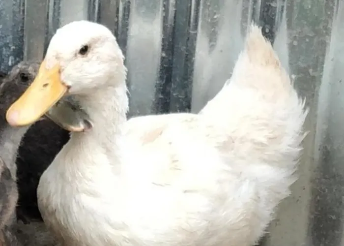 Enada & Olive Farm *