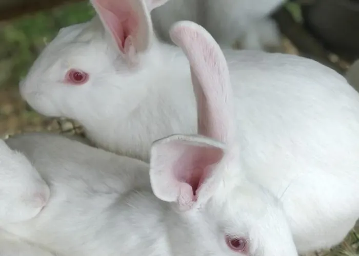 Casa rural Enada Suite&olive Farm