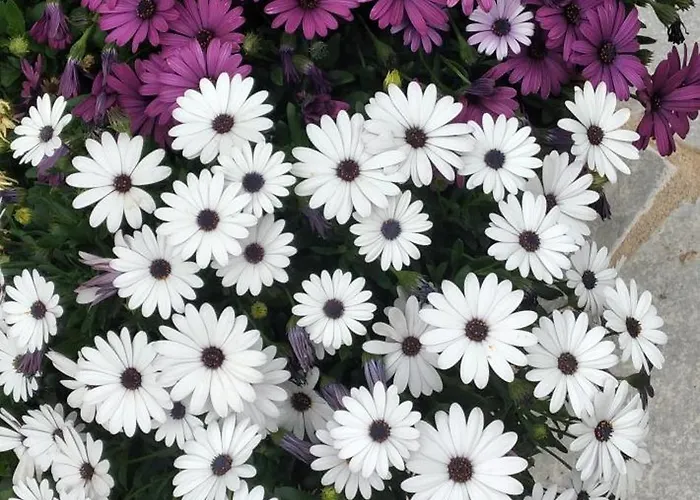 Enada & Olive Farm * Γύθειο