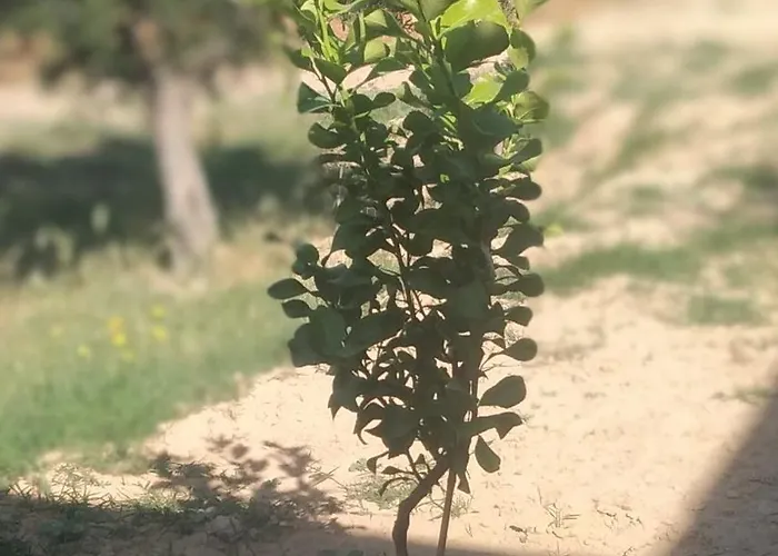 Enada Suite&olive Farm