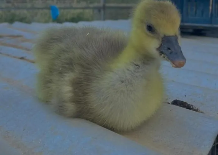 Enada & Olive Farm Landhuis *