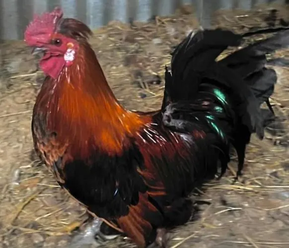 Landhaus Enada & Olive Farm *