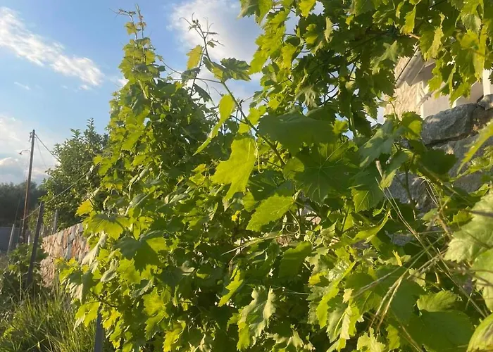 Enada & Olive Farm Gythio