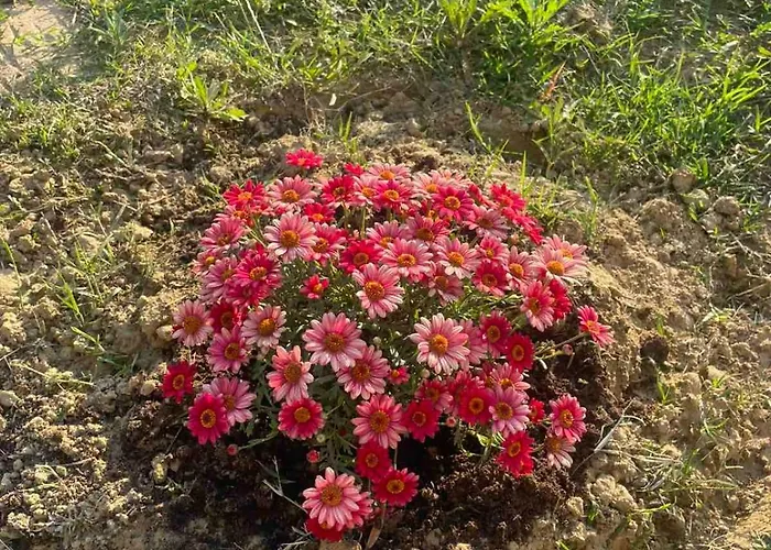 Enada & Olive Farm Séjour à la campagne *