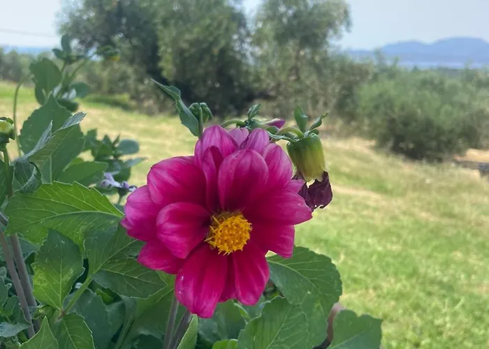 Casa rural Enada Suite&olive Farm *