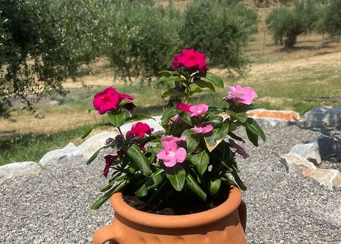 Enada Suite&olive Farm *