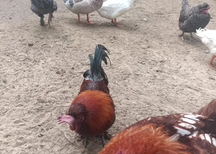 Enada Suite&olive Farm *